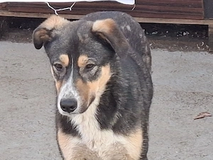 Donez catel de 10 luni sterilizat 