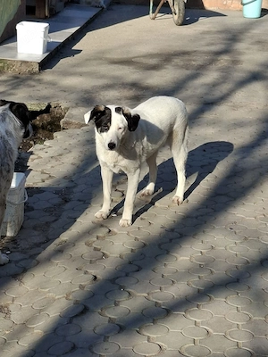 Donez catelusa sterilizata de 10 luni - imagine 3