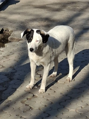 Donez catelusa sterilizata de 10 luni - imagine 2