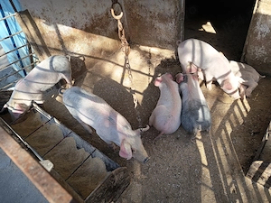 Purcei de 8 săptămâni 