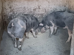 porci grași 
