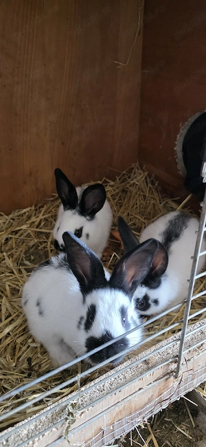 Iepurasi rasa fluture german 