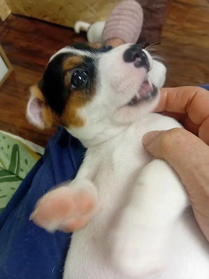 Pui Jack Russell terrier tricolori - imagine 2