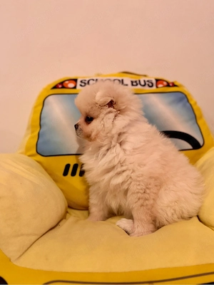 Pui Pomeranian Alb Crem