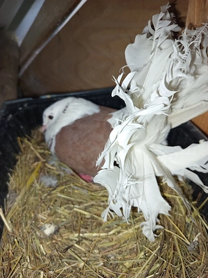 porumbei voltati  - imagine 2