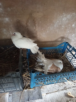 porumbei voltati  - imagine 4