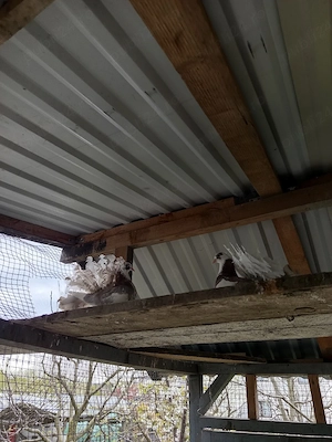 porumbei voltati  - imagine 3