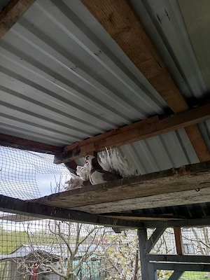 porumbei voltati  - imagine 5