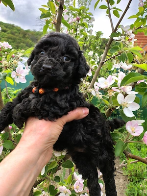 Caniche toy negru cu certifiat pedigree