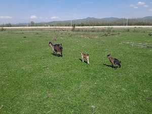 vand capre - imagine 4