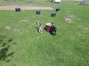 vand capre - imagine 5