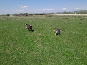 vand capre - imagine 3