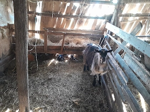 vand capre - imagine 2