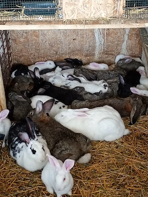 Vand iepuri rasa hycol si uriaș german