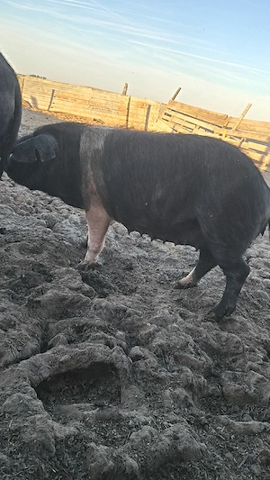 Scroafe și porci bazna  - imagine 5