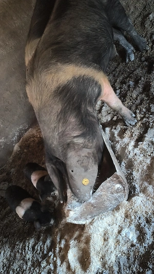 Scroafe și porci bazna  - imagine 4