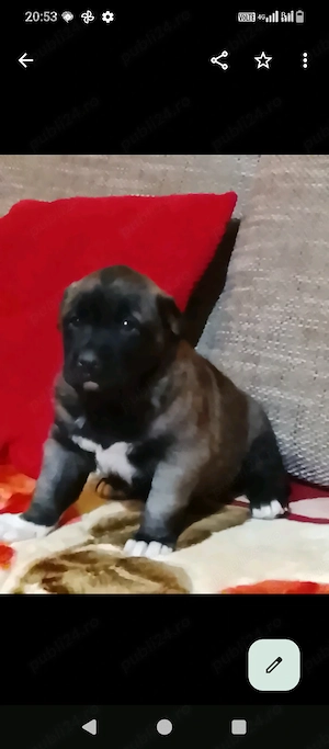 Pui kangal din părinți de elita - imagine 3