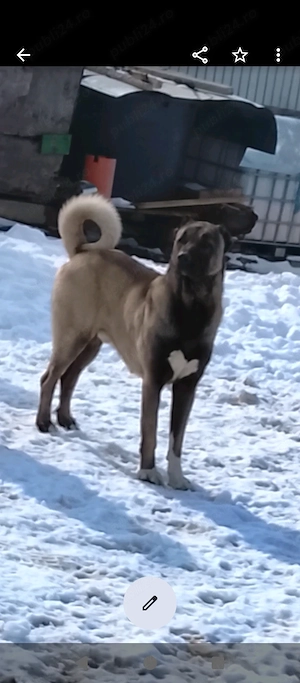 Pui kangal din părinți de elita - imagine 2