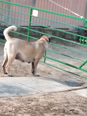 Pui kangal din părinți de elita - imagine 5