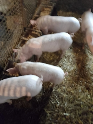 Purcei de vânzare! - imagine 3