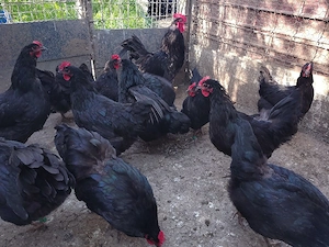 Pui australorp negru vaccinati si imunizati - imagine 3