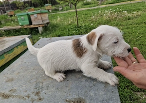 Jack russel terrier pui - imagine 2