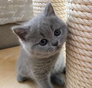 British shorthair Blue 