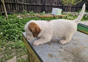 Jack russel terrier pui