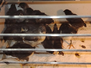 Pui australorp negru vaccinati si imunizati