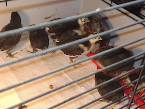 Pui australorp negru vaccinati si imunizati