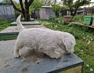 Jack russel terrier pui - imagine 3