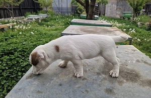 Jack russel terrier pui - imagine 4