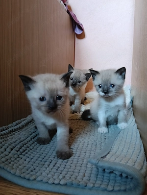 Puiuți drăguți de siameză - imagine 4