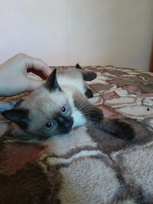 Puiuți drăguți de siameză - imagine 2