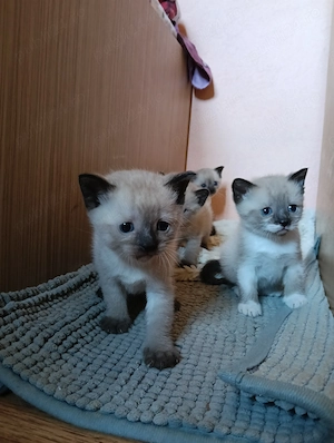 Puiuți drăguți de siameză - imagine 3