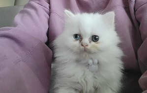 Pisici persane, fetite,isi caută casuta.  - imagine 2