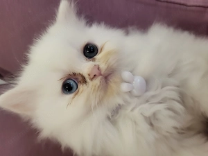 Pisici persane, fetite,isi caută casuta.  - imagine 5