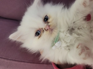 Pisici persane, fetite,isi caută casuta.  - imagine 3