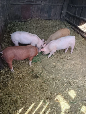 vand 4 purcei sanatosi de 8 saptamani, localitatea Piscolt