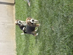 Beagle tricolor 6 saptamani - imagine 4