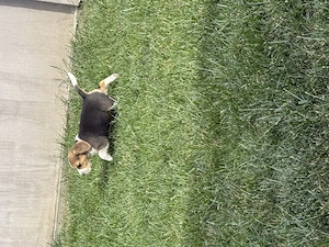 Beagle tricolor 6 saptamani - imagine 3