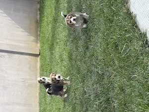 Beagle tricolor 6 saptamani - imagine 5