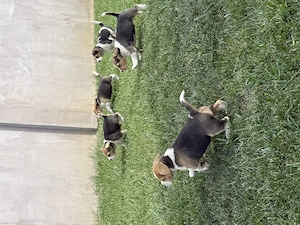 Beagle tricolor 6 saptamani - imagine 2