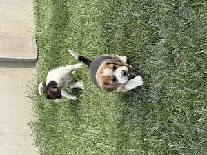 Beagle tricolor 6 saptamani