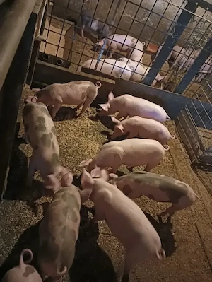 Purcei 8 si 9 săptămâni 