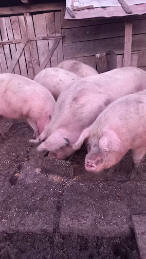 Vand porci  - imagine 3