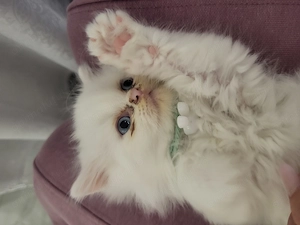 Pisici persane, fetite,isi caută casuta.  - imagine 4