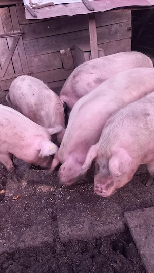 Vand porci  - imagine 4