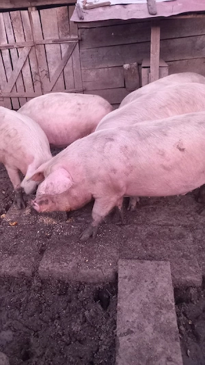 Vand porci  - imagine 5