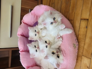 Pisicute Persan de Himalaya 